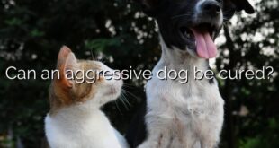 Can an aggressive dog be cured?