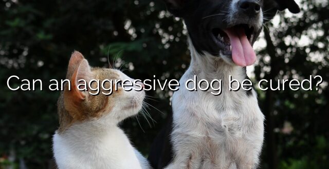 Can an aggressive dog be cured?
