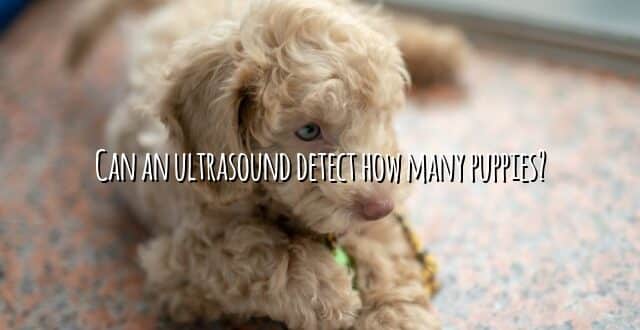Can an ultrasound detect how many puppies?