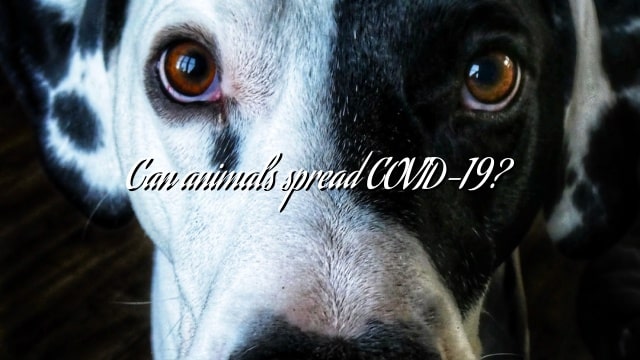 Can animals spread COVID-19?