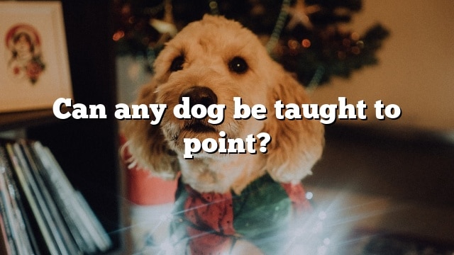 Can any dog be taught to point?