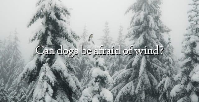 Can dogs be afraid of wind?