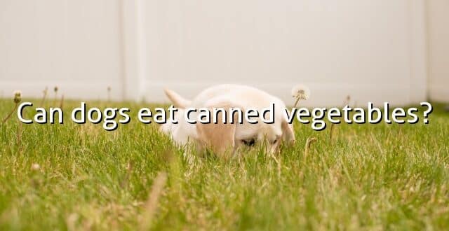 Can dogs eat canned vegetables?