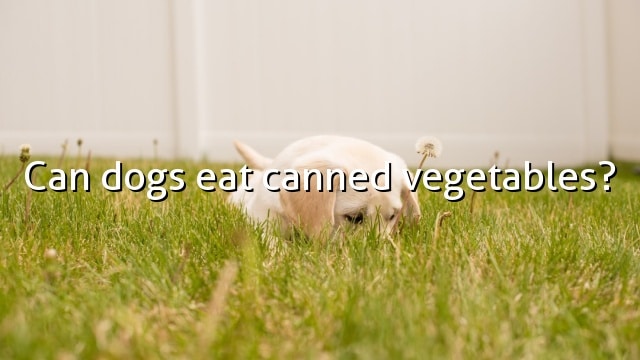 Can dogs eat canned vegetables?