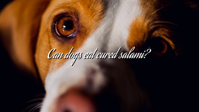 Can dogs eat cured salami?