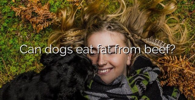 Can dogs eat fat from beef?