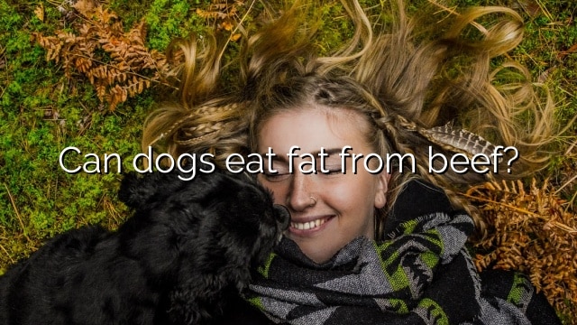 Can dogs eat fat from beef?