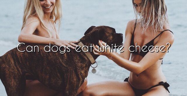 Can dogs eat white cheese?