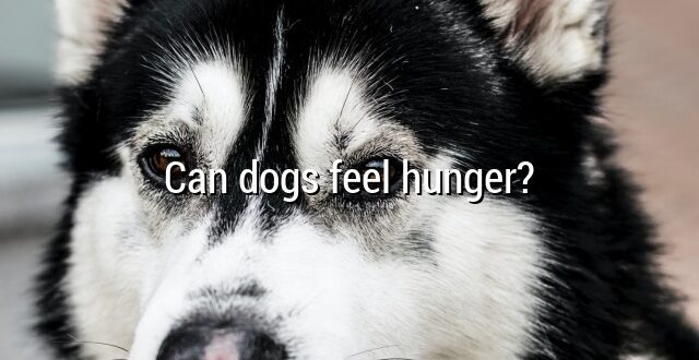 Can dogs feel hunger?