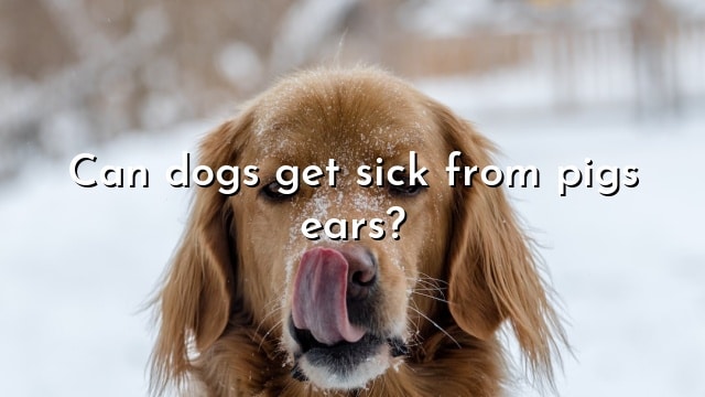 Can dogs get sick from pigs ears?