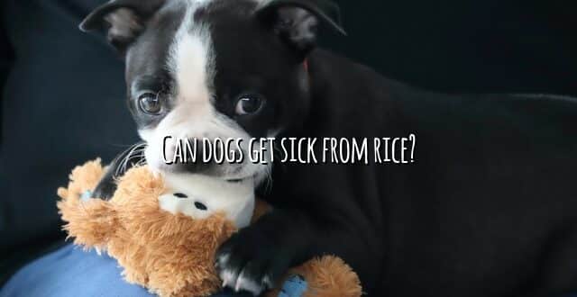 Can dogs get sick from rice?