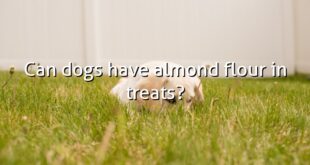 Can dogs have almond flour in treats?