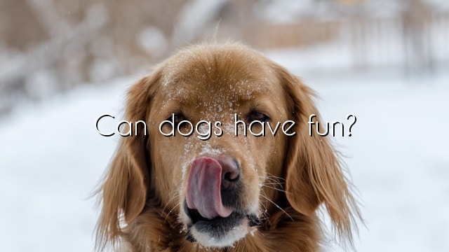 Can dogs have fun?
