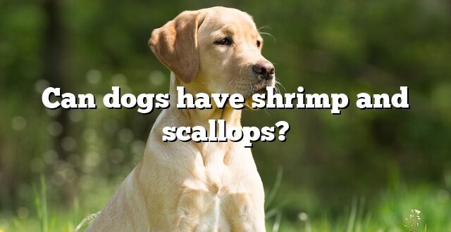 Can dogs have shrimp and scallops?
