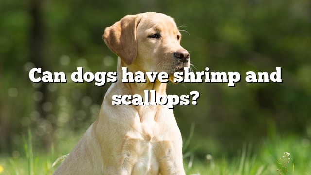Can dogs have shrimp and scallops?