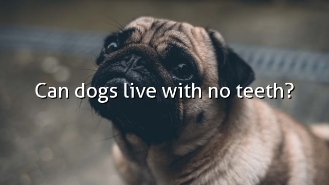 Can dogs live with no teeth?
