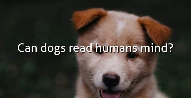 Can dogs read humans mind?