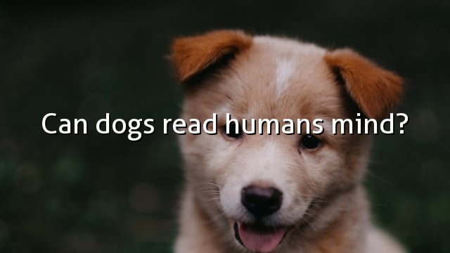 Can dogs read humans mind?