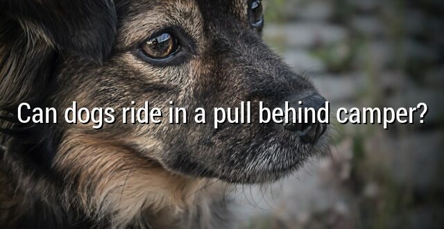 Can dogs ride in a pull behind camper?