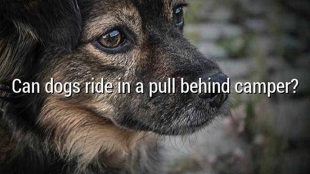 Can dogs ride in a pull behind camper?