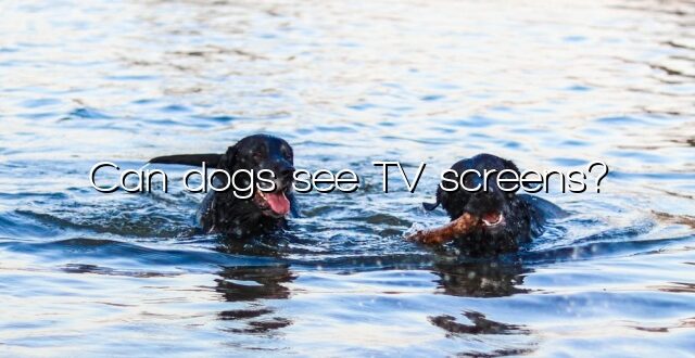 Can dogs see TV screens?