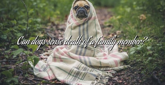 Can dogs sense death of a family member?