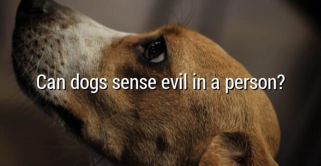 Can dogs sense evil in a person?