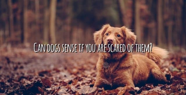 Can dogs sense if you are scared of them?