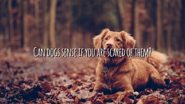 Can dogs sense if you are scared of them?
