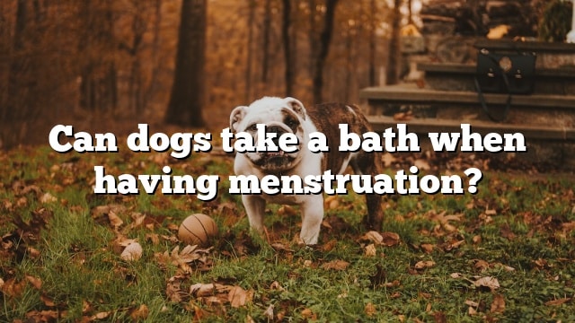 Can dogs take a bath when having menstruation?