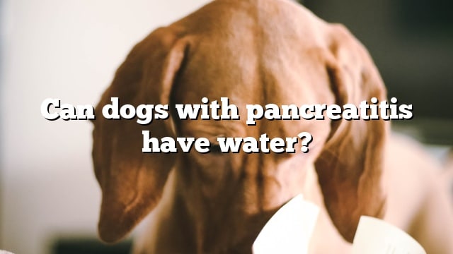 Can dogs with pancreatitis have water?