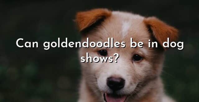 Can goldendoodles be in dog shows?