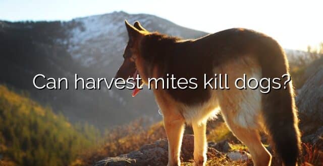 Can harvest mites kill dogs?