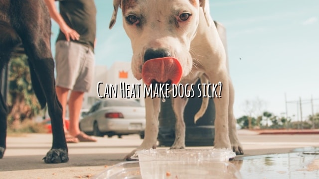 Can Heat make dogs sick?