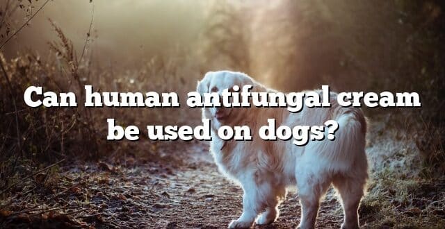 Can human antifungal cream be used on dogs?