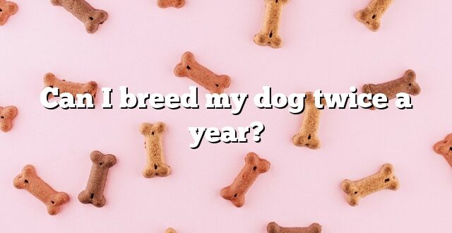 Can I breed my dog twice a year?