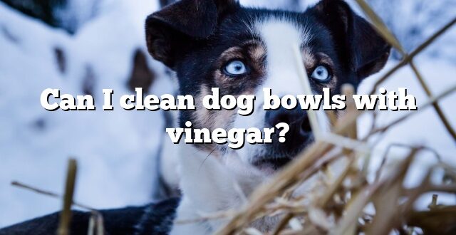 Can I clean dog bowls with vinegar?