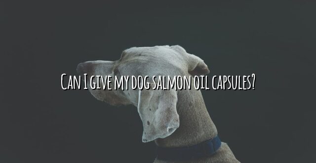 Can I give my dog salmon oil capsules?
