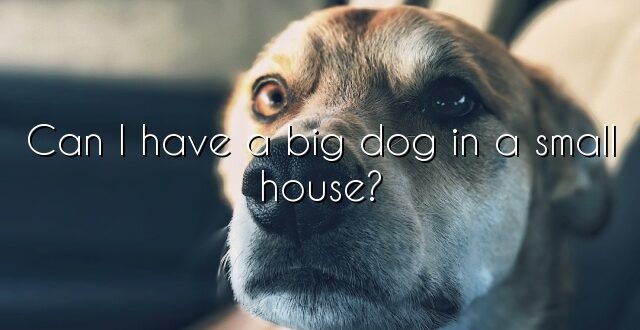 Can I have a big dog in a small house?