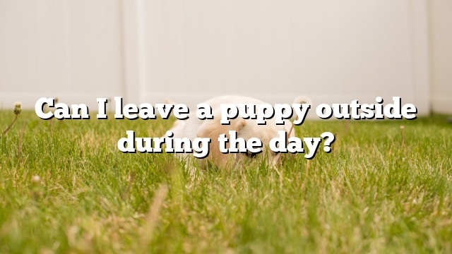 Can I leave a puppy outside during the day?
