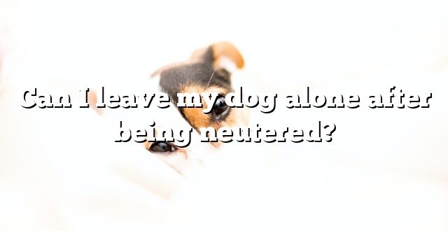 Can I leave my dog alone after being neutered?