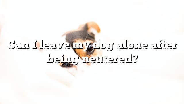 Can I leave my dog alone after being neutered?