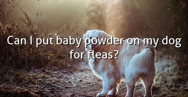 Can I put baby powder on my dog for fleas?