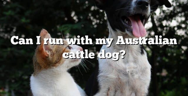 Can I run with my Australian cattle dog?