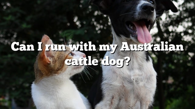 Can I run with my Australian cattle dog?