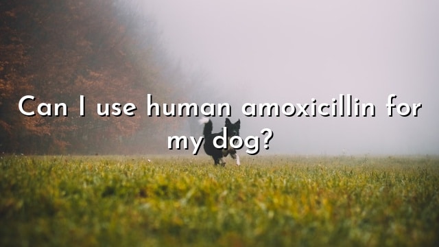 Can I use human amoxicillin for my dog?