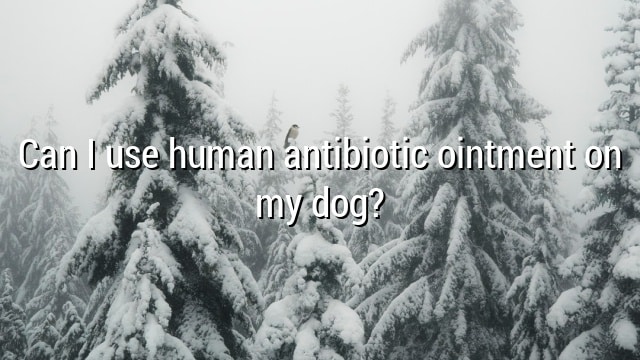 Can I use human antibiotic ointment on my dog?