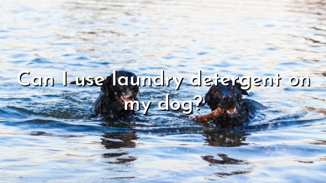 Can I use laundry detergent on my dog?