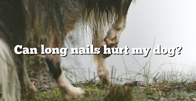 Can long nails hurt my dog?