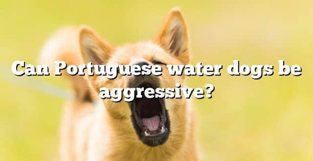 Can Portuguese water dogs be aggressive?